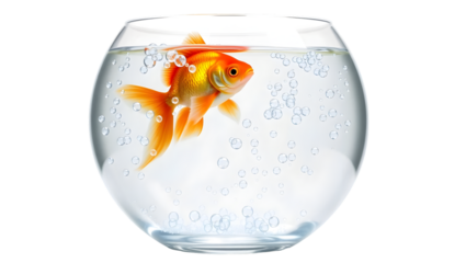 A goldfish swimming in a clear glass bowl filled with water and many bubbles floating around it