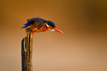Malachite kingfisher on split post takes off