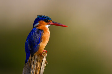 Malachite kingfisher on split post gazing downward
