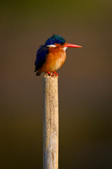 Malachite kingfisher on wood pole faces right