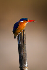 Malachite kingfisher on wood post carrying bug