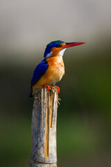 Malachite kingfisher on split post lifting beak