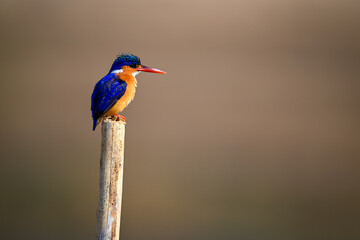 Malachite kingfisher on tilting post in profile