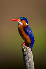 Malachite kingfisher on tilting post with catchlight