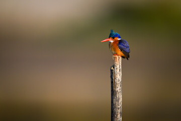 Malachite kingfisher on wood post facing left