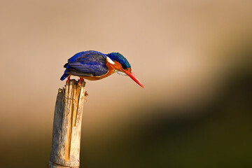 Malachite kingfisher on wood post leans forward