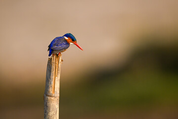 Malachite kingfisher on wood post leans over