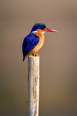 Malachite kingfisher on wood post faces right