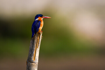 Malachite kingfisher on split post with catchlight
