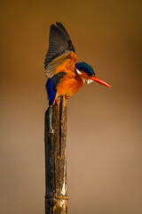 Malachite kingfisher on split post lifts wings