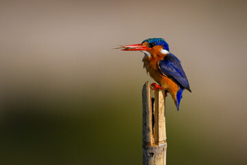 Malachite kingfisher on wood post holding bug