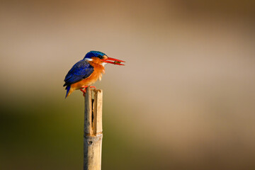 Malachite kingfisher on wood post holds bug
