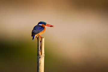 Malachite kingfisher on wood post holds insect