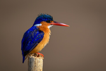 Malachite kingfisher on wood post facing right