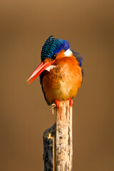 Malachite kingfisher on wood post opening bill