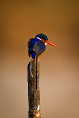 Malachite kingfisher on wooden post turning head