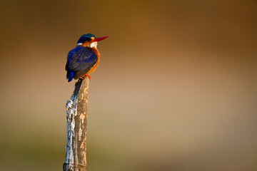 Malachite kingfisher on wooden post staring up