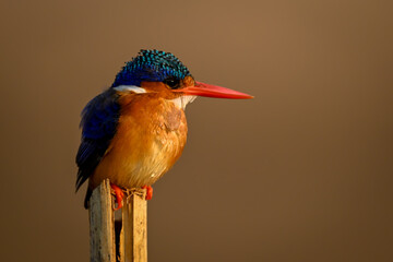 Malachite kingfisher on wooden pole facing right