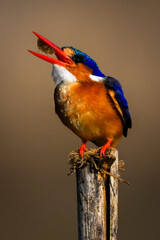 Malachite kingfisher on wooden post tosses food
