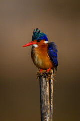 Malachite kingfisher on wooden post eyes camera
