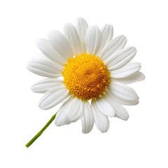 Naklejka premium A lone white daisy featuring a yellow center, isolated on transparent background
