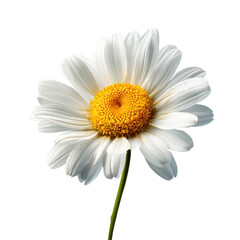 A lone white daisy featuring a yellow center, isolated on transparent background
