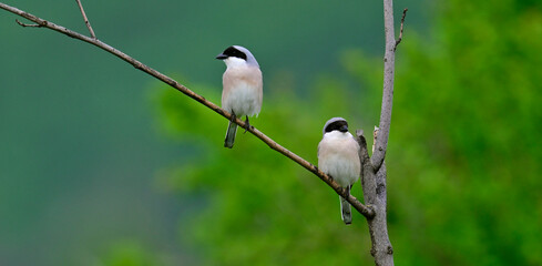 Couple of Lesser grey shrikes // Schwarzstirnwürger-Pärchen (Lanius minor)