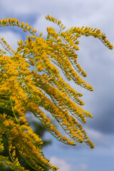 Naklejka premium Canadian goldenrod, cluster of small yellow flower heads, close up. Solidago canadensis or brendiae is an ornamental perennial herb, herbaceous flowering plant of the family Asteraceae, Compositae