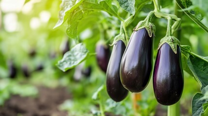 Fresh eggplants hanging on plants in a vibrant garden during late afternoon sunlight
