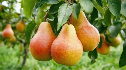 Fresh ripe pears hanging on tree branches in a lush orchard during sunny day