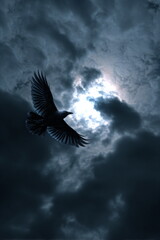 Fototapeta premium Ultra-Realistic Crow in Moody Night Sky – Cinematic Noir Atmosphere