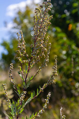 Artemisia vulgaris common mugwort allergen flowering