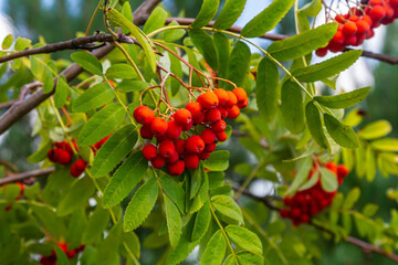 A bunch of red rowan berries on a tree