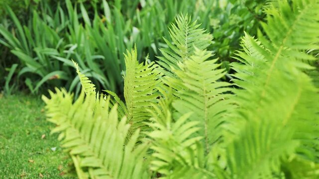 Bright green fern leaves growing in the garden