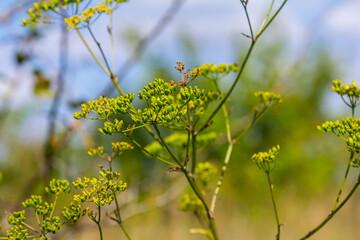 Close up of Wild Parsnip Pastinaca sativa yellow blossoms