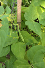Fresh ripe french green beans on plants in the vegetable garden