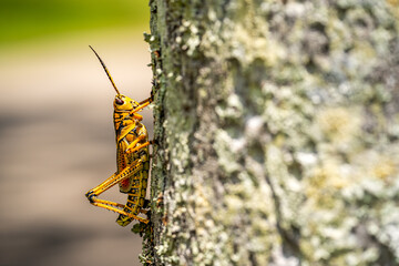 Large Grasshopper on Tree Bark in Florida Wetlands