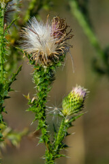 The bright purple flower of the carduus acanthoides, known as the spiny plumeless thistle, welted thistle, or plumeless thistle in front of the dark forest background