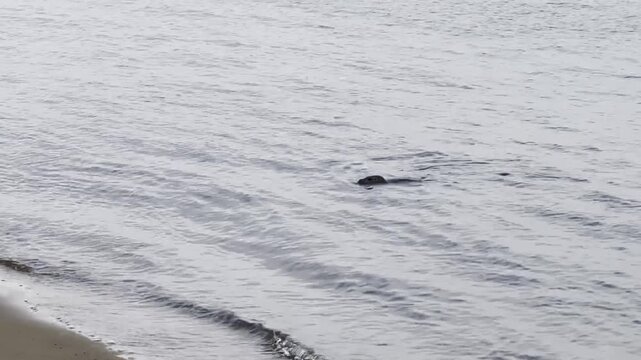 Junger Seehund schwimmt in der Elbe bei Stade und kommt an den Strand