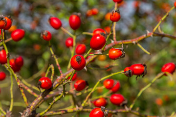 Red dog rose berries in autumn season. Many Red rosehip fruits and green leaves in sunny day