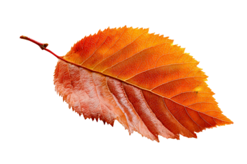 Autumn leaf in vibrant orange color with a stem