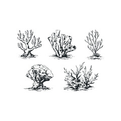 Hand Drawn Collection of Five Diverse Coral Varieties