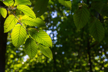 Selective focus of Ulmus pumila celer leaves, European hornbeam or carpinus betulus in the garden, Small leafed plant which forms a dense hedge, Green leaf pattern with sunlight, Nature background