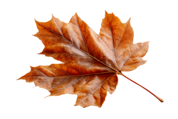 Maple leaf resting on a transparent background