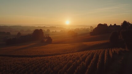 Obraz premium Sunrise over golden fields, hazy landscape