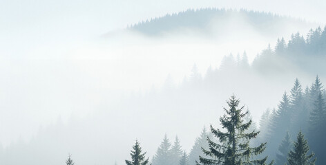 Obraz premium Foggy mountain landscape with evergreen trees in a muted color palette.