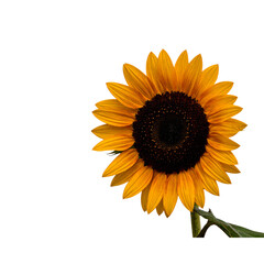Fototapeta premium Sunflower, flowers isolated on transparent background, Yellow, yellow flower, isolated Photo summer flowers on white background By Pixel Town 