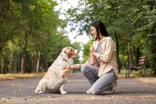 Pretty young woman training her cute Australian Shepherd dog outdoors
