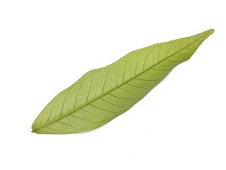 Obraz premium Green rose apple leaf isolated on white background 