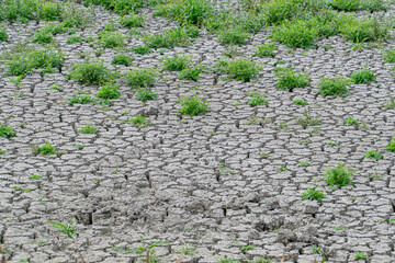 The bottom of a dried-up lake overgrown with grass on a  cracked bottom.